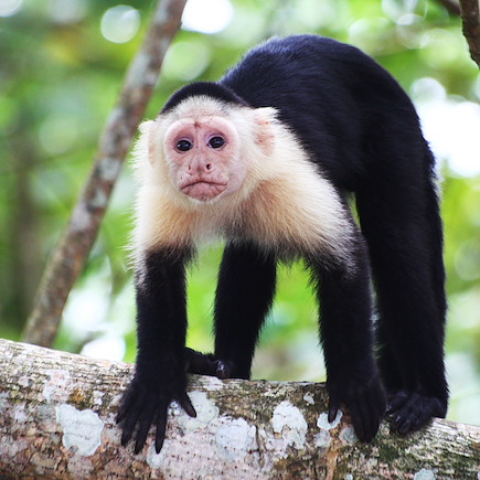 Observation animalière Costa Rica Côte Caraïbe