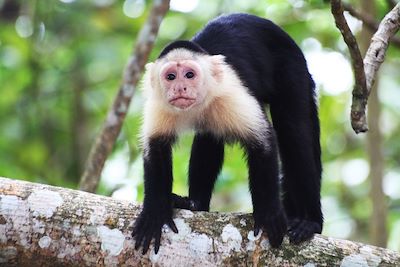 Singe dans le Parc National de Cahuita - Costa Rica