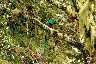 Quetzal - Costa Rica