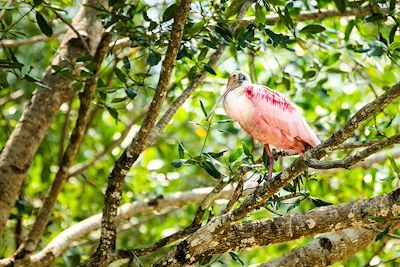 Spatule Rosée - Tarcoles - Costa Rica