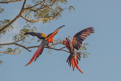 Couple d'aras rouges (Ara macao) - Costa Rica