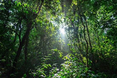 Jungle - Parc national de Corcovado - Costa Rica