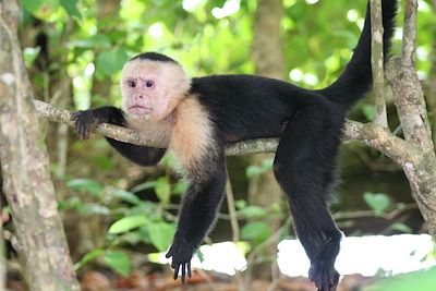 Singe carablanca ou singe capucin - Costa Rica