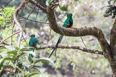 Quetzal - San Gerardo de Dota - Costa Rica