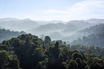 Forêt tropicale - Corcovado - Costa Rica