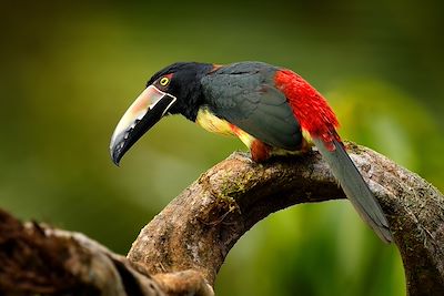 Petit toucan Colliered Aracari - Costa Rica