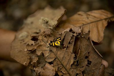 Papillon dans le parc national du Corcovado - Costa Rica