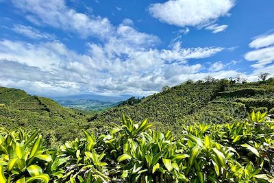 Plantation de café - Costa Rica