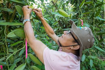 Fécondation de la fleur de vanille dans une plantation - Costa Rica