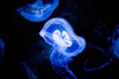 © Emil / Adobe Stock - Méduses - Bioluminescence - Costa Rica Méduses - Bioluminescence - Costa Rica