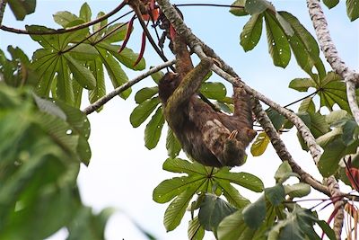 Paresseux dans le Parc National Arenal - Costa Rica