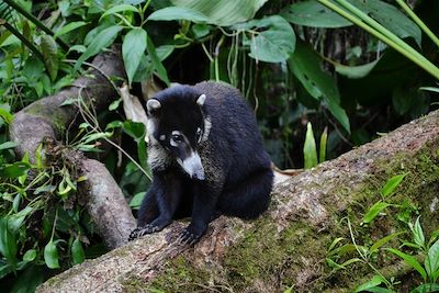 © Marinette Villière - Coati - Costa Rica Coati - Costa Rica