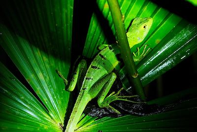 Lézard - Costa Rica