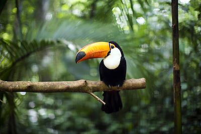 © Dankadanka / iStock - Toucan - Costa Rica Toucan - Costa Rica