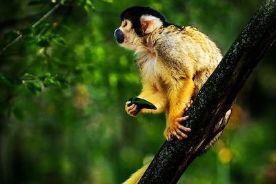 Singe écureuil - Costa Rica 