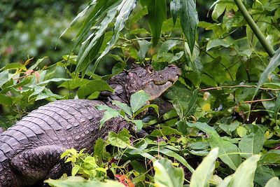 Tortuguero - Costa Rica