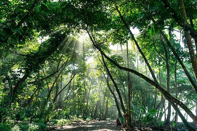 © James / Alamy / Hemis - Forêt tropicale - Parc national de Corcovado - Costa Rica Forêt tropicale - Parc national de Corcovado - Costa Rica