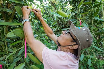 Fécondation de la fleur de vanille dans une plantation - Costa Rica