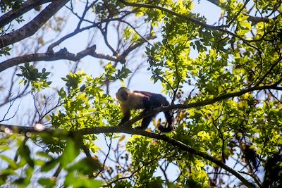 Capucins - Rincon de la Vieja - Costa Rica