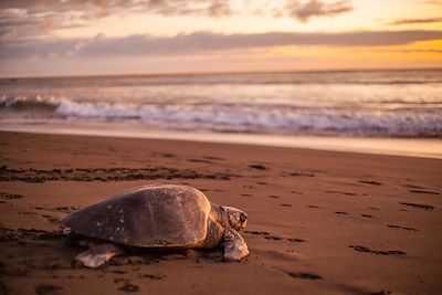 Tortue olivâtre - Plage d'Ostional - Costa Rica