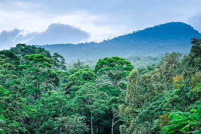 Réserve de la forêt éternelle des enfants - Costa Rica