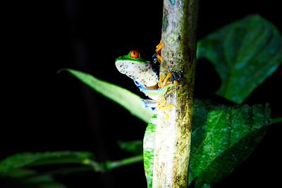 Grenouille - Costa Rica