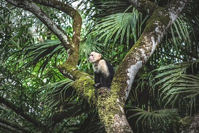 Capucin - Costa Rica