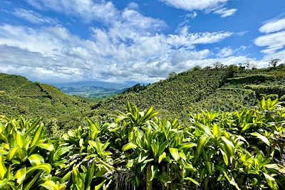 Plantation de café - Costa Rica