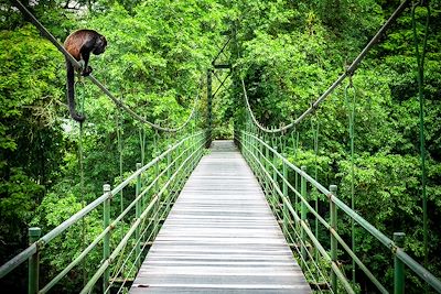 Forêt tropicale de Sarapiqui - Costa Rica