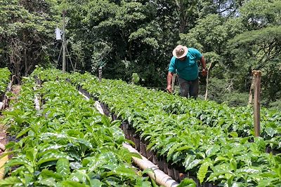Plantation de café - Costa Rica