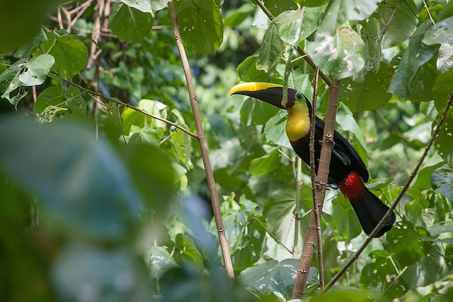 Vélo : Echappée verte au Costa Rica en VTT électrique Voyage Echappée verte au Costa Rica en VTT électrique