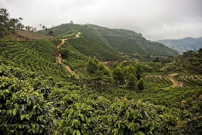 © Daniela Linares/Anzenberger-REA - Plantation de café - Région de Turrialba - Costa Rica Plantation de café - Région de Turrialba - Costa Rica