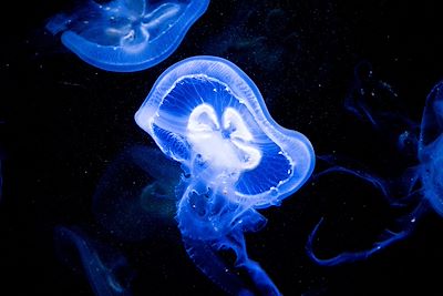 Méduses - Bioluminescence - Costa Rica