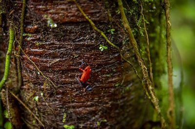 grenouille 