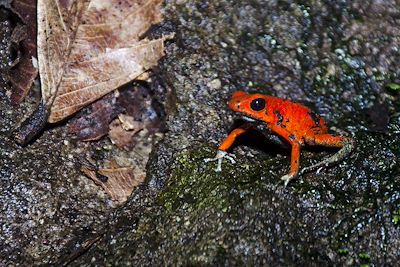 © Angel Martinez - Grenouille des fraises - Costa Rica Grenouille des fraises - Costa Rica