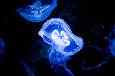 © Emil / Adobe Stock - Méduses - Bioluminescence - Costa Rica Méduses - Bioluminescence - Costa Rica
