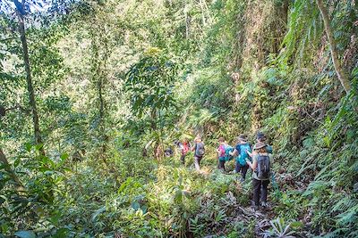 © Christophe Migeon - Randonnée en forêt au Costa Rica Randonnée en forêt au Costa Rica