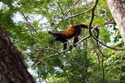 © Thomas Callens - Singe - Costa Rica Singe - Costa Rica