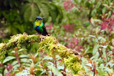 © Thomas Callens - Oiseau tropical - Costa Rica Oiseau tropical - Costa Rica