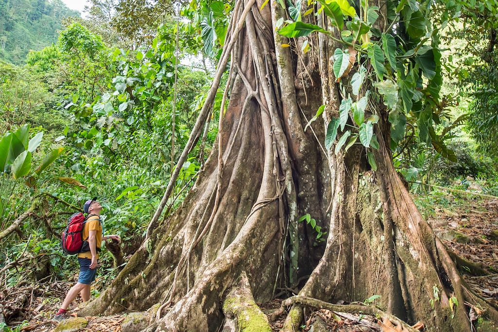Image Randonnée Corcovado - Navigation mangrove - Observation volcan Arenal