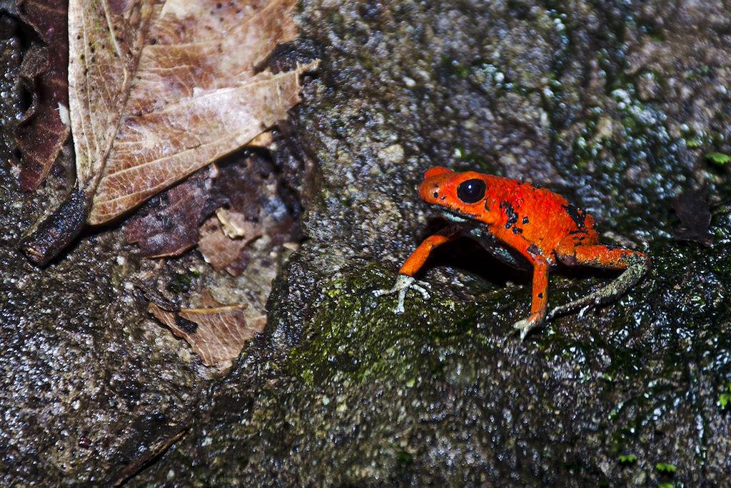 Image Randonnée Tortuguero - Trek Arenal - Forêt Monteverde