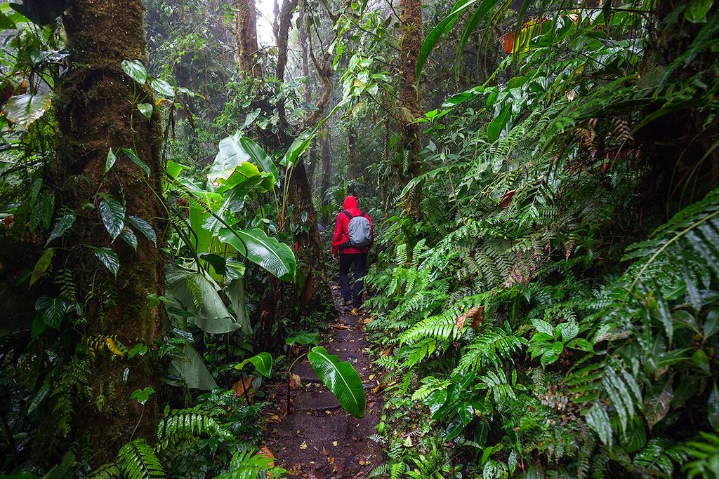 Image Randonnée Tortuguero - Trek Arenal - Forêt Monteverde