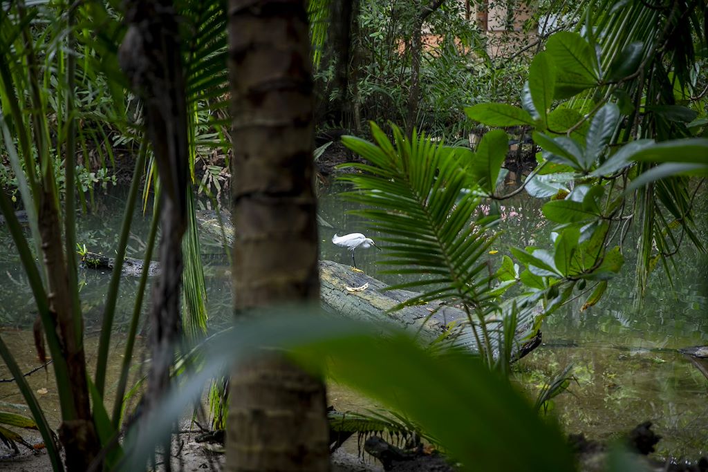 Image Randonnée Tortuguero - Trek Arenal - Forêt Monteverde