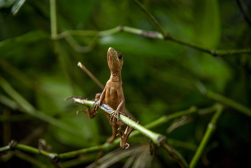 Image Randonnée Tortuguero - Trek Arenal - Forêt Monteverde