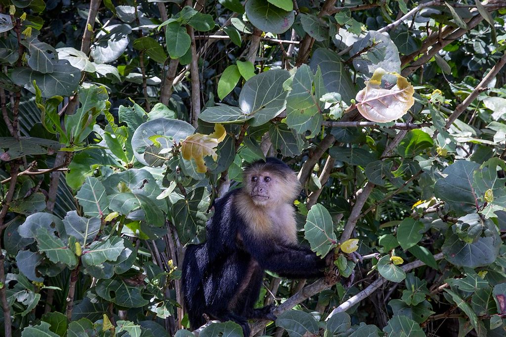 Image Randonnée Tortuguero - Trek Arenal - Forêt Monteverde