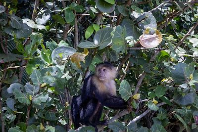 Singe dans le Parque nacional de Cahuita