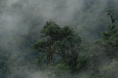 Forêt brumeuse - Monteverde - Costa Rica