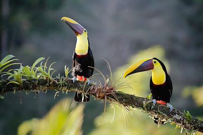 Couple de toucans de Swainson - Costa Rica