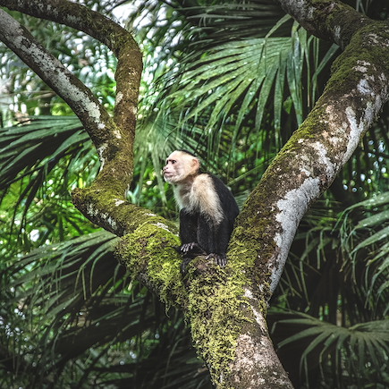 Randonnée Costa Rica Corcovado