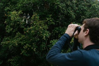 Observation des oiseaux 